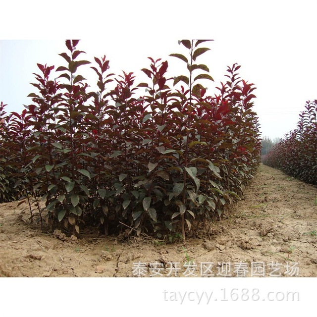 基地紫叶李红叶李出售 紫叶李种植的要求 大面积种植 欢迎订购