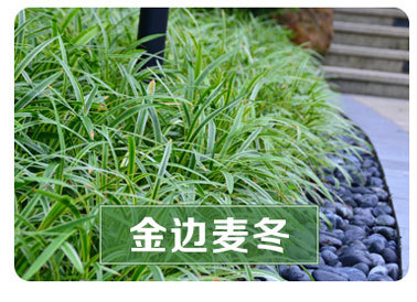 日本矮麦冬草 玉龙草 四季常绿耐寒庭院绿化地被植物小区庭院常绿示例图2