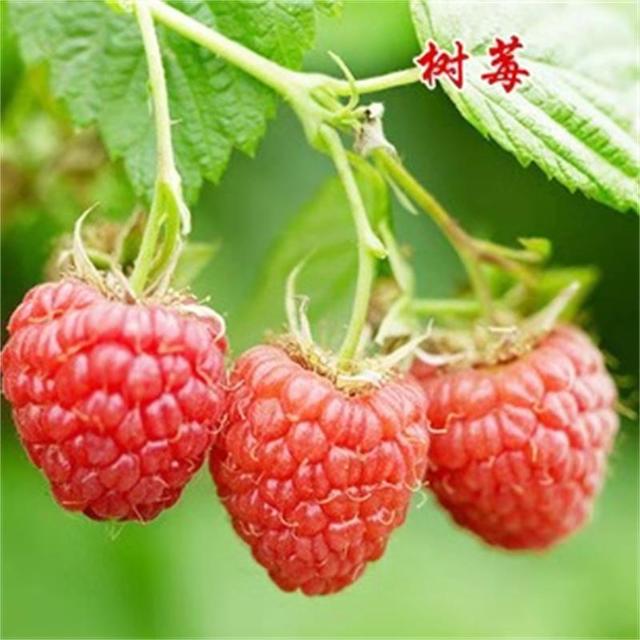 基地出售红树莓苗  双季红树莓苗 野树莓能吃 一亩地种植树莓苗棵树  迎春园艺场图片