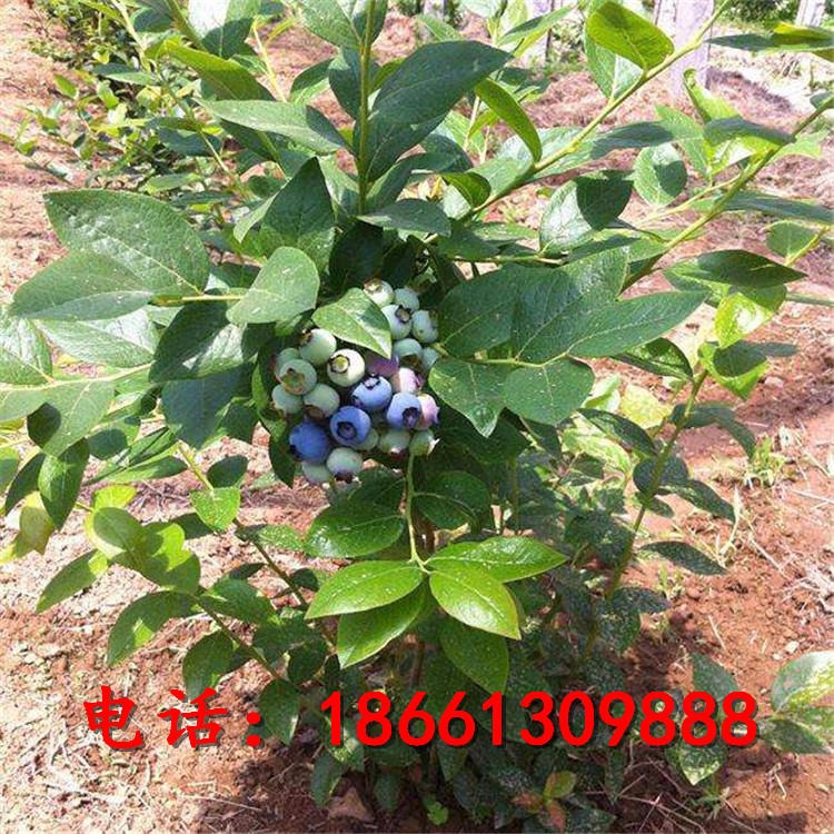 薄雾蓝莓苗厂家 都克蓝莓树苗现挖现卖 兴红农业三年生蓝莓苗价格