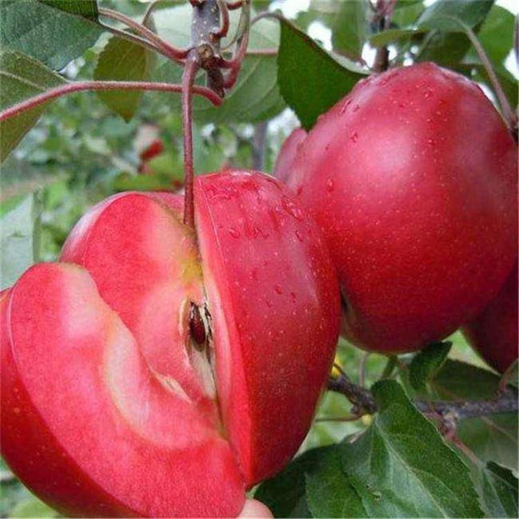 红肉苹果苗价格 红色之爱苹果苗价格 山东苹果树苗厂家图片