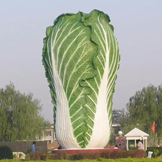 玻璃钢白菜雕塑  仿真蔬菜雕塑  仿真大白菜雕塑 水果蔬菜雕塑 永景园林雕塑图片