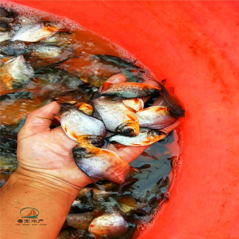 漳州苗场直销鲳鱼苗 纯正白鲳鱼苗 红鲳鱼种类齐全图片