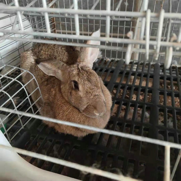 比利时兔养殖场 肉兔市场价格 山东大型种兔养殖合作社