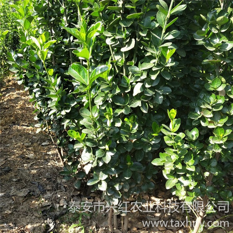 泰安北海道黄杨批发基地 成品苗冠幅好 北海道黄杨种植方法及种植时间