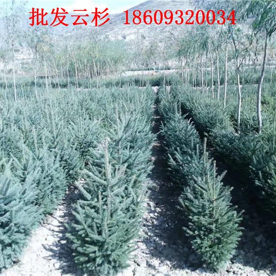 云杉供应1米2米3米4米价格 品种好  数量多 价格低