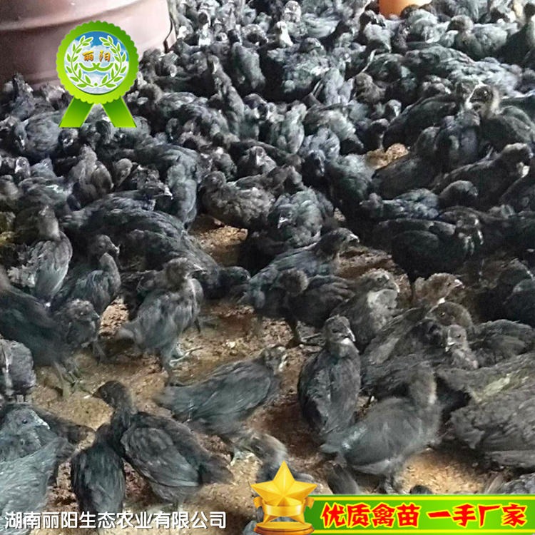 丽阳公司出售五黑鸡苗脱温鸡苗五黑绿壳蛋鸡苗批发半大鸡苗蛋鸡苗黑鸡苗免费提供养殖技术