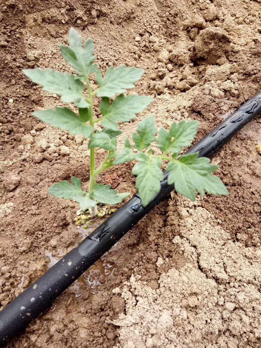 河南滑县农田灌溉 用蔬菜喷水管 微喷带示例图4