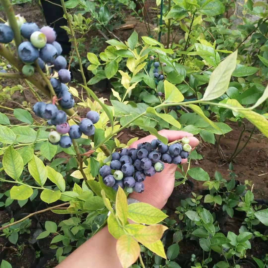 蓝莓树苗批发 嫁接果树苗 薄雾蓝莓 南北方种植 盆栽蓝莓苗