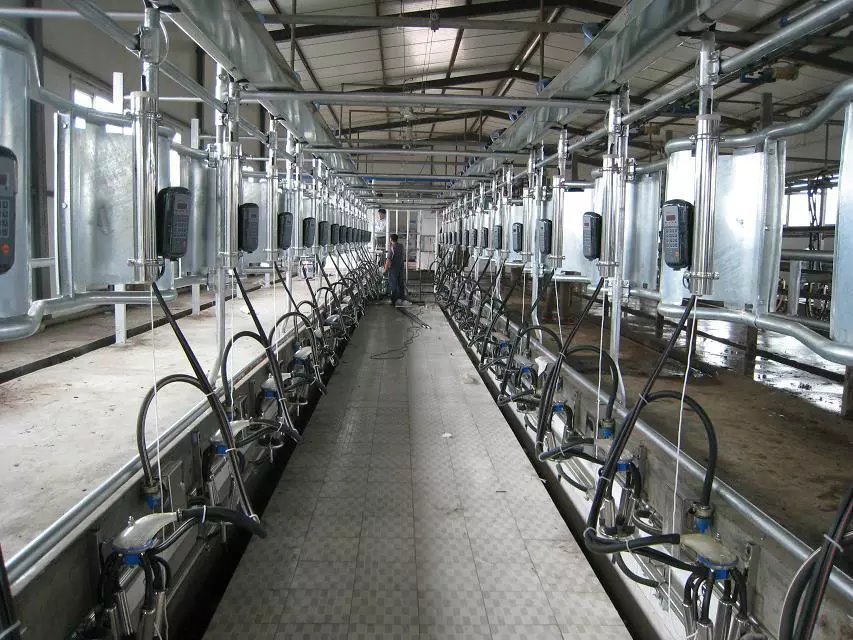 大型挤奶设备供应，电子计量鱼骨自动脱杯式挤奶设备厂家直销示例图4