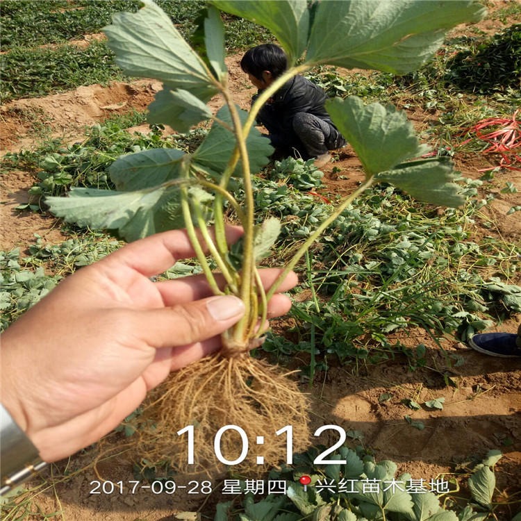 妙香七号草莓苗厂家直销 红颜草莓苗价格 白雪草莓苗种植技术指导图片