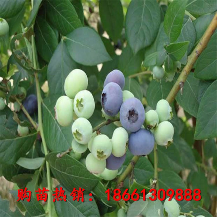 兔眼蓝莓苗量大从优 兴红农业出售北陆蓝莓苗保湿邮寄