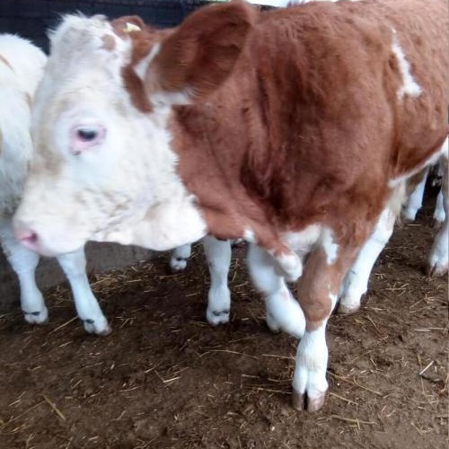西门塔尔肉牛养殖场 西门塔尔肉牛价格 鲁西黄牛牛苗繁育基地