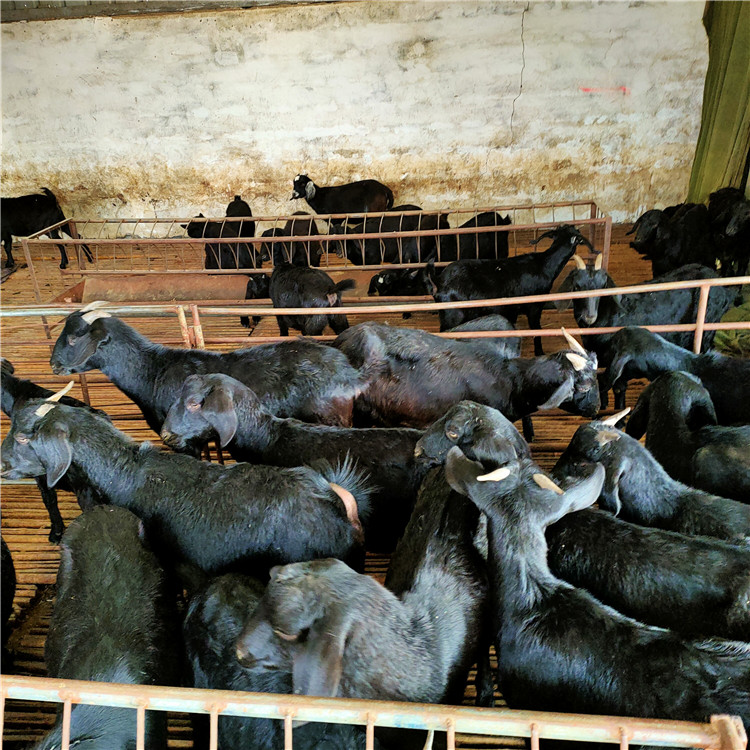 供应黑山羊种类 多品种肉羊苗价格 三个月黑山羊苗 乡村牧业 常年供应