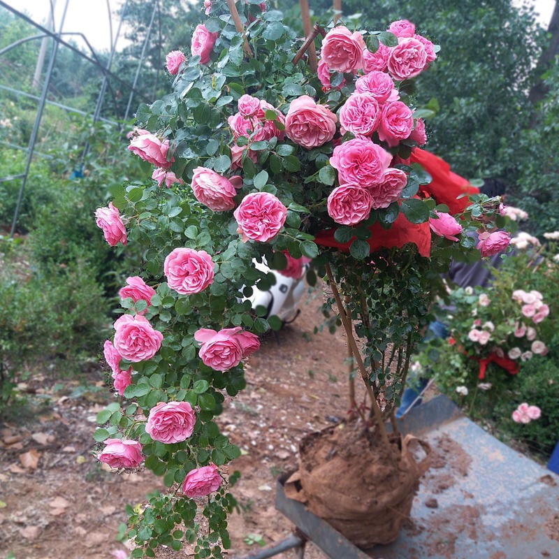 玫瑰花苗不含盆盆栽苗木花卉 送种植说明 法国红 玫瑰花苗