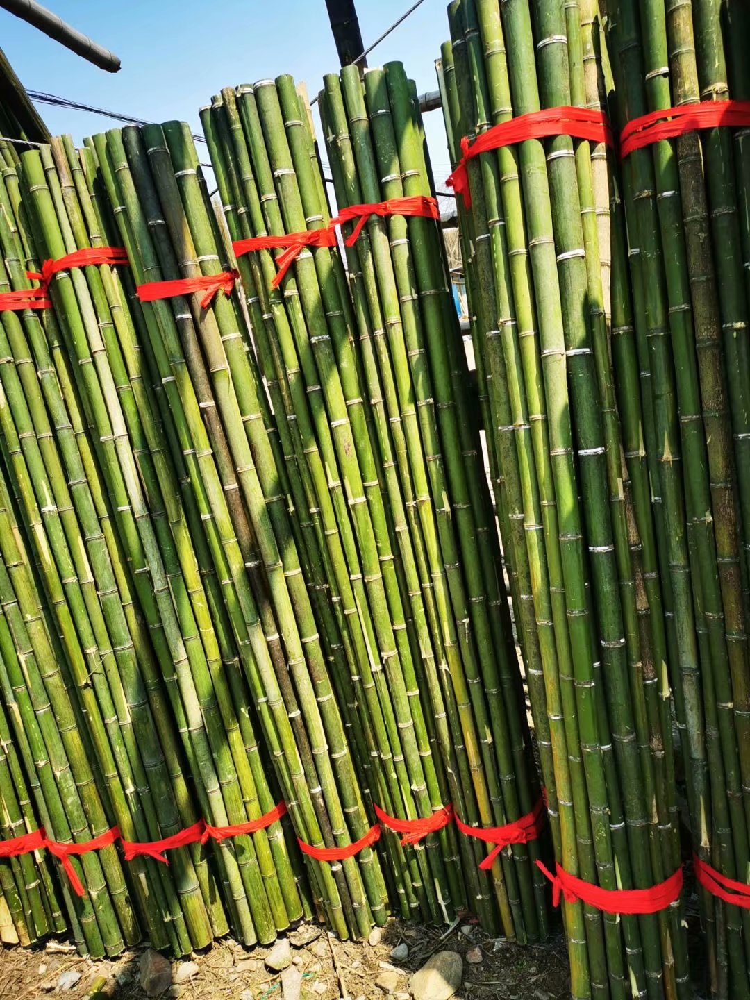 批发新鲜竹梢绿化支撑竹竿农业用小竹杆菜架竹楠竹