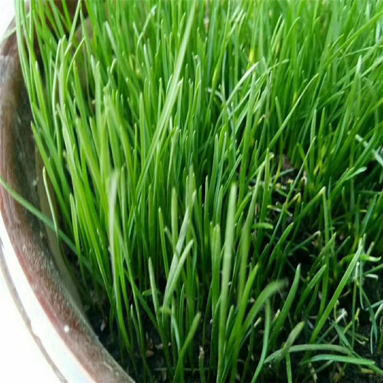 观赏草坪黑麦草种子草色深绿鲜艳植株耐践踏成活率高