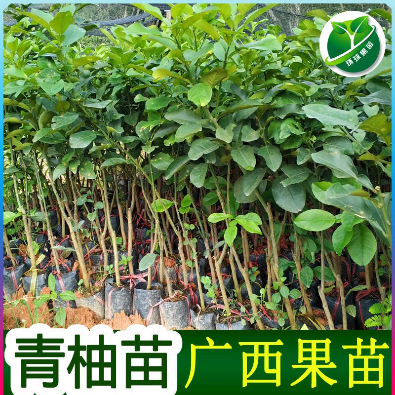 越南青柚苗市场价格越南青柚苗 大量供应正品越南青柚苗品种