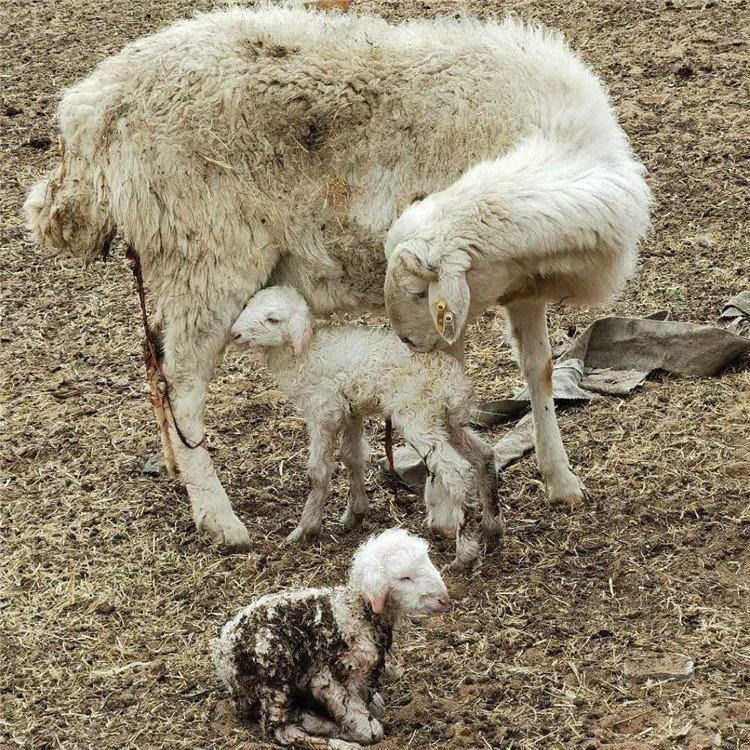 纯种小尾寒羊母羊价格 通凯 小尾寒羊批发 30斤至60斤小母羊价格
