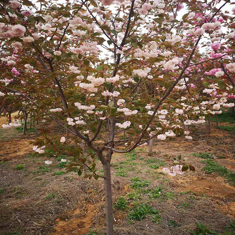 厂家封装单樱花种子 中国红樱花5公分樱花树  单樱花种子价格 万青园林