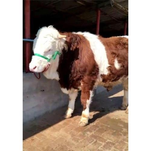 小规模养牛经验 农村黄牛价格 小牛犊 贵州黄牛种牛养殖场