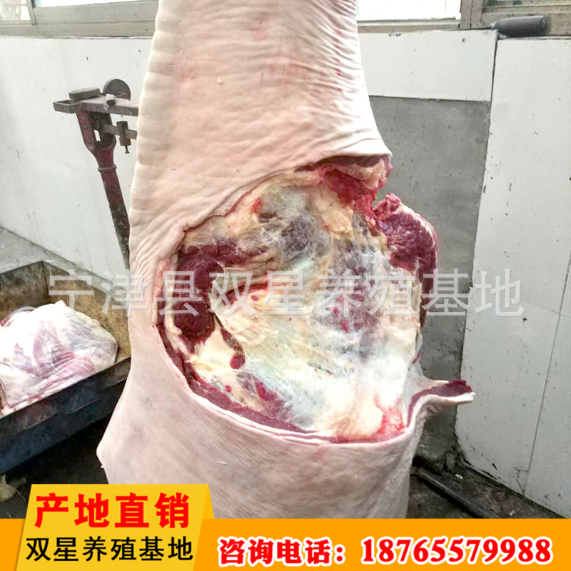厂家进口蒙古马肉 传统美味食品马后腿肉现场现杀冷冻批发示例图8