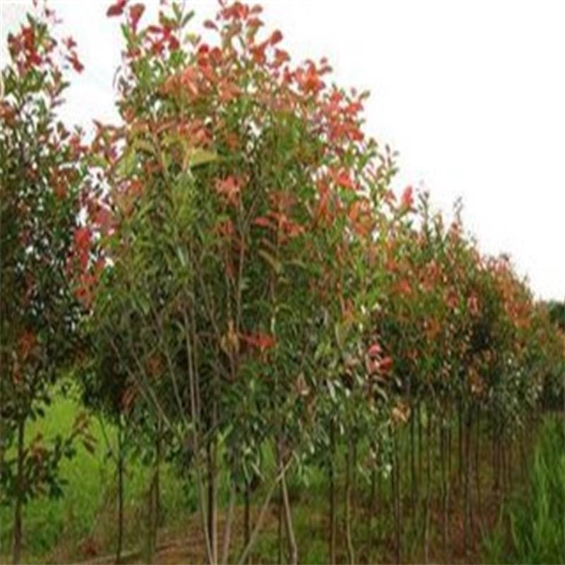 出售工程苗红叶石楠苗  1米高红叶石楠球价格 营养钵红叶石楠苗示例图3
