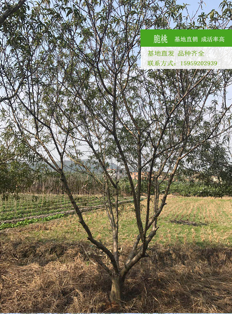 台湾脆桃 脆桃树冠幅3米农户种植批发 台湾脆桃地苗种植产地出售示例图6