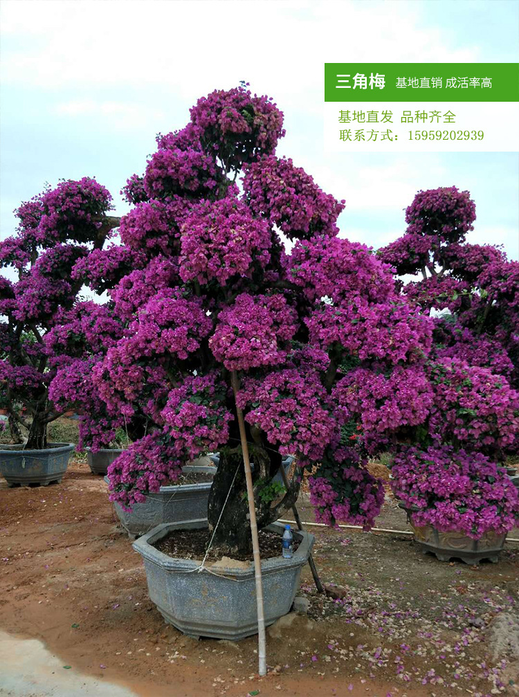三角梅桩景（高度2米5）紫色桩景造型  盆栽勒杜鹃 大苗三角梅示例图13