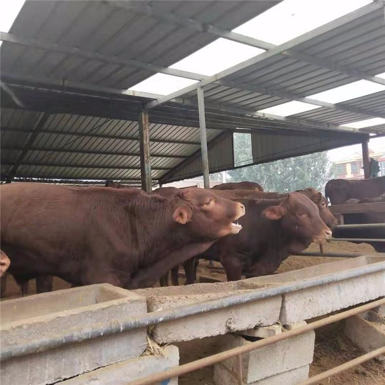 改良肉牛犊黄牛供应 山东肉牛繁育基地 基地出利木赞牛 现代 大量出售