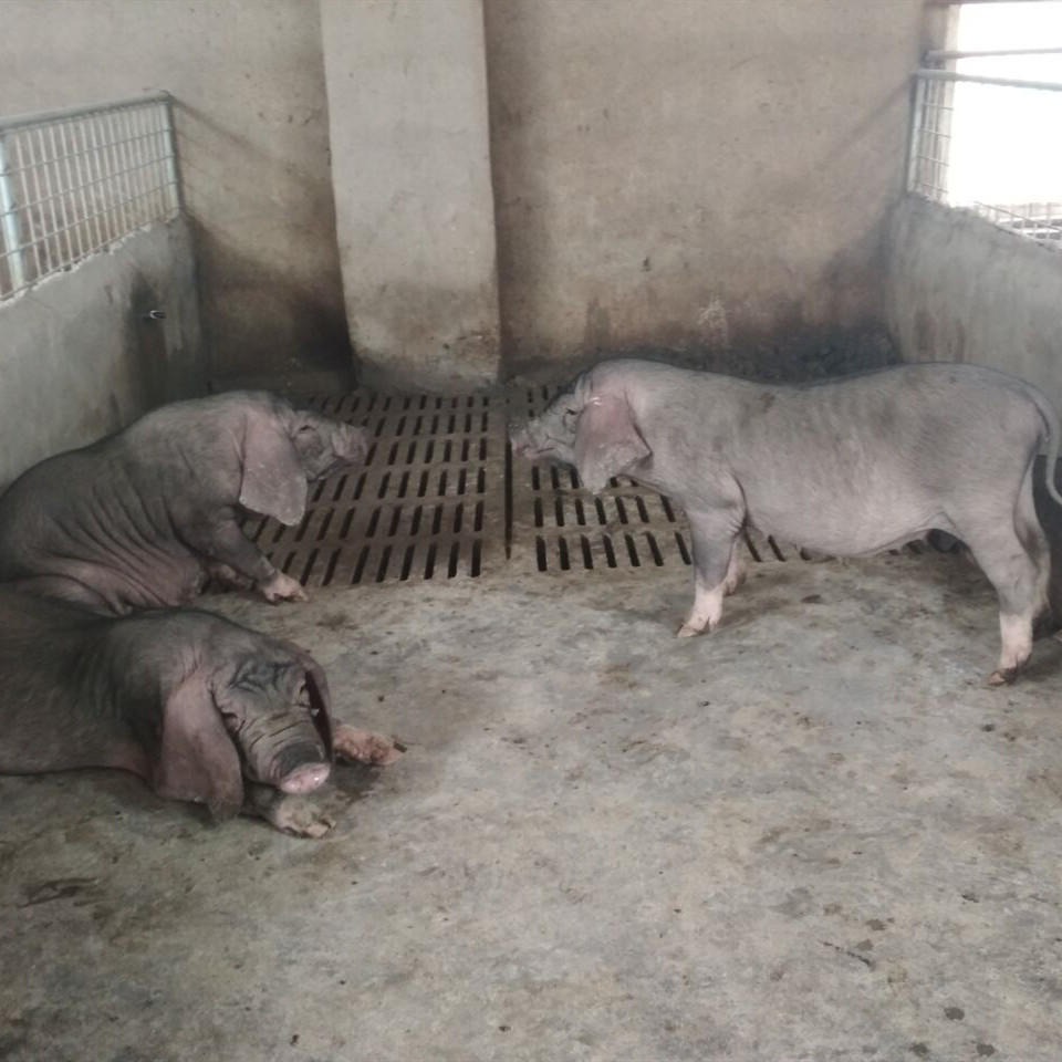 原种高产小母猪 江苏太湖母猪种 纯种猪繁育基地 太湖仔猪一头20-30-40-50-60斤