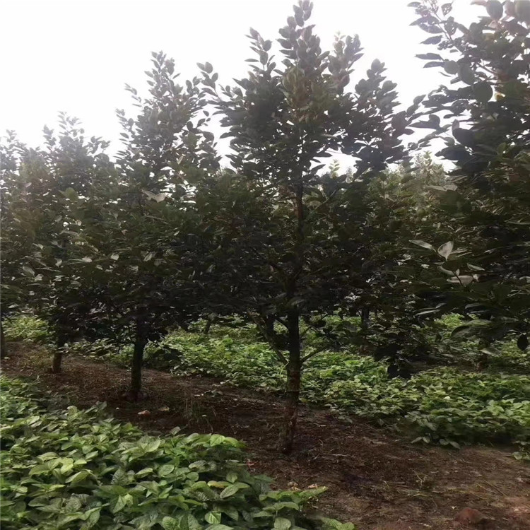 高产保收柿子苗 生产厂家 批发多品种柿子树苗图片