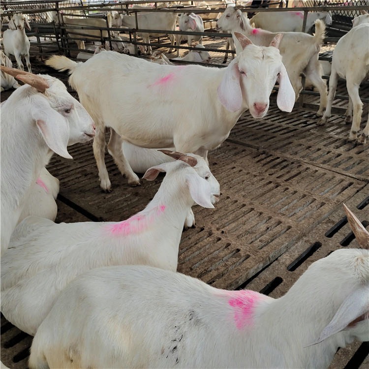 怀孕白山羊养殖场 80斤以上白山羊价格 龙翔养殖场批发美国白山羊