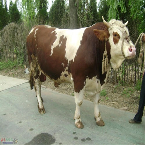 西门塔尔牛大母牛怀孕一岁二岁母牛繁殖母牛西门塔尔牛大母牛种牛种