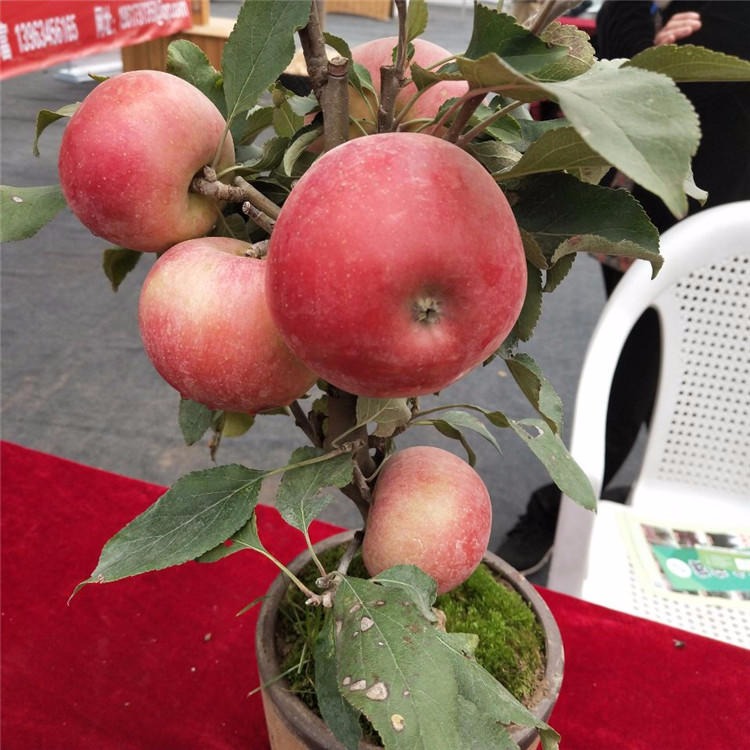 红肉苹果苗品种 柱状苹果苗矮化苹果树苗 苹果成苗销售商