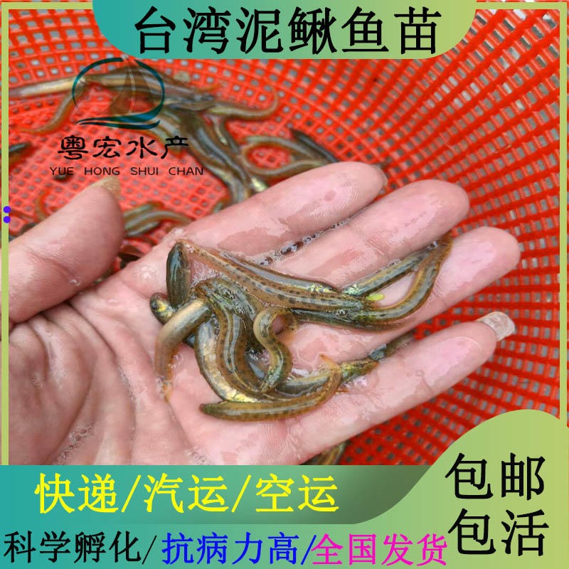 南宁批发市场小刺鳅鱼苗 纯种大副麟泥鳅鱼苗 全程提供养殖技术