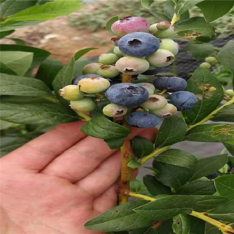 亿通苗木厂家直销 达柔蓝莓苗零售价 蓝莓苗10000平方米