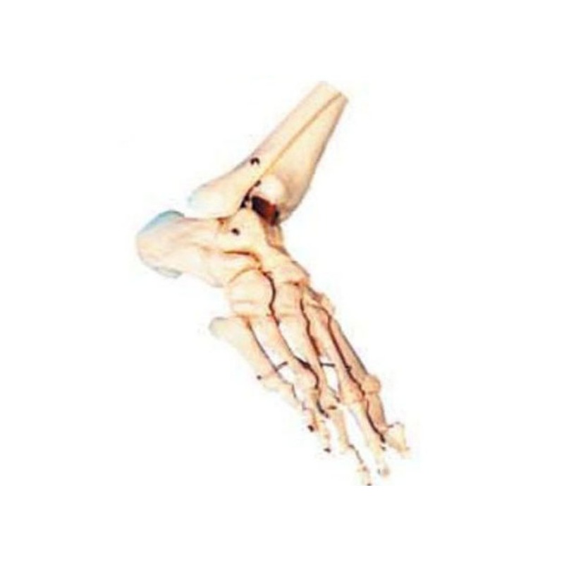 足骨模型实训考核装置  足骨模型实训设备 足骨模型综合实训台图片