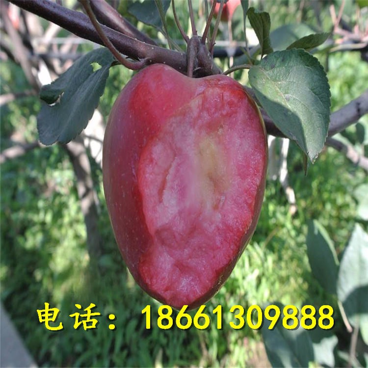 红富士苹果苗价格销售 苹果苗品种 红富士苹果成苗照片