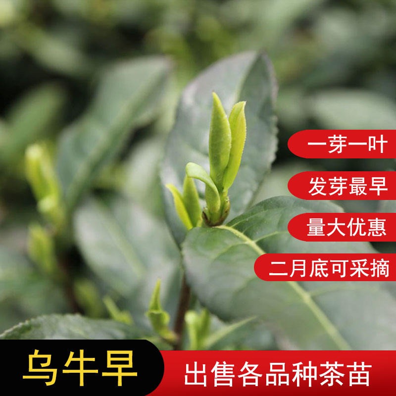 乌牛早茶苗 早茶品种 基地批发高产量绿茶  龙井绿茶系列品种
