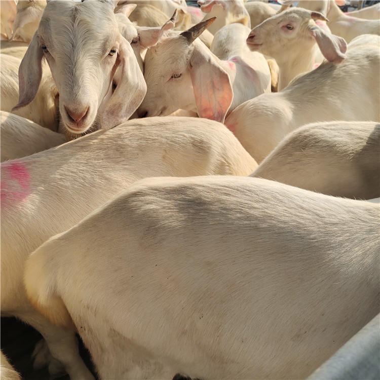 白山羊价格-白山羊养殖-白山羊养殖基地-澳洲白绵羊-龙翔牧业图片