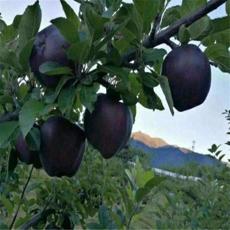 苹果苗基地 提供种植技术 批发红富士苹果苗 嫁接苹果树苗价格 黑苹果苗价格