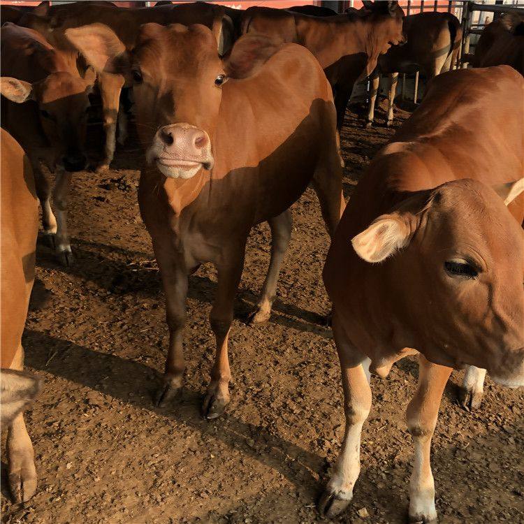 湖南养殖场 通凯 鲁西黄牛苗一头价格 300斤牛犊价格 成年肉牛报价示例图9