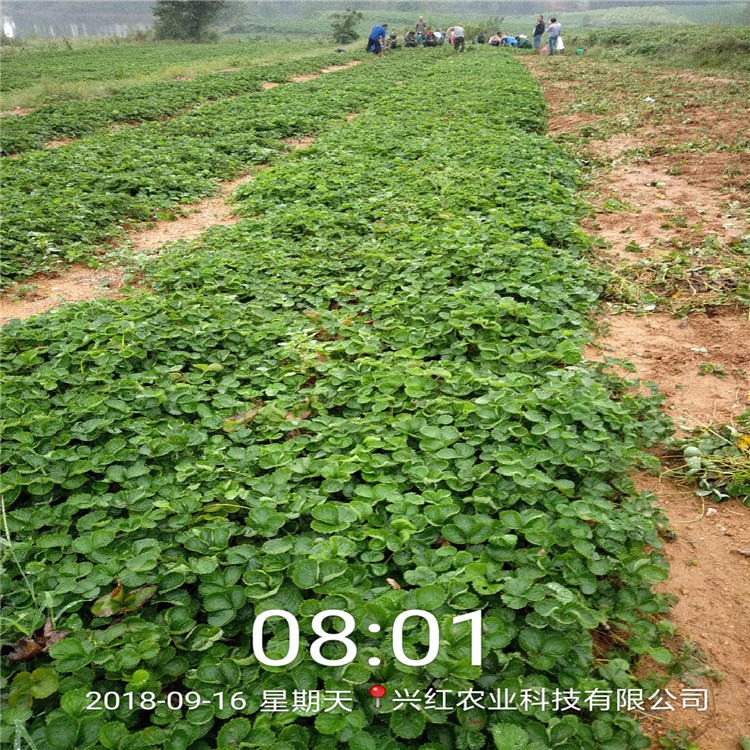 兴红农业基地现挖现卖法兰地草莓苗 脱毒草莓苗价格优惠