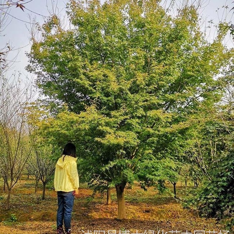 鸡爪槭价格 12公分鸡爪槭价格 风景树绿化工程苗木 规格齐全