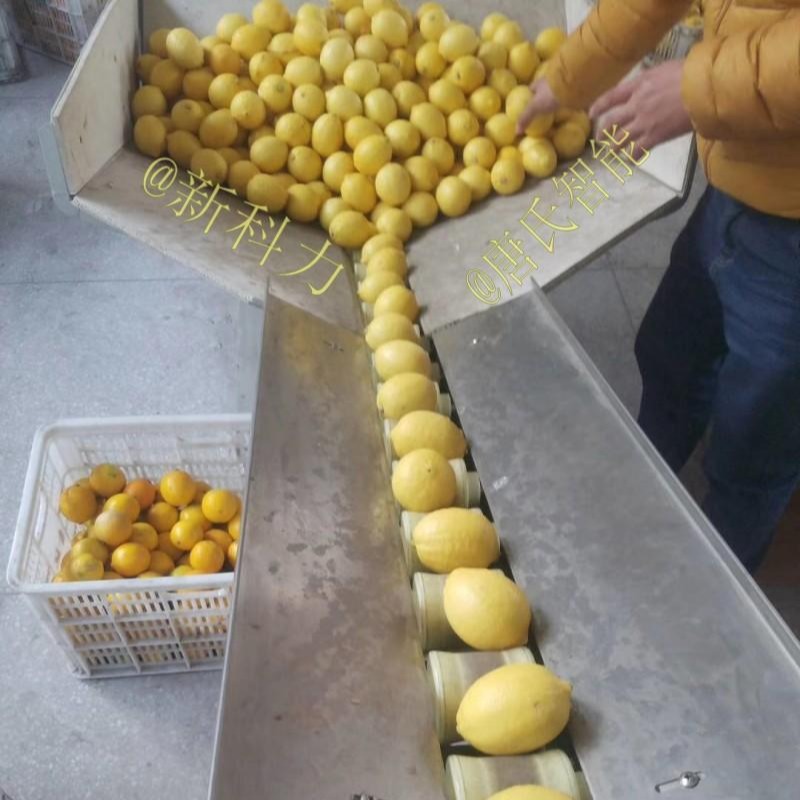 唐氏智能内江柠檬包装机 自动柠檬包装机 新科力柠檬包装机  成都花袋柠檬包装机