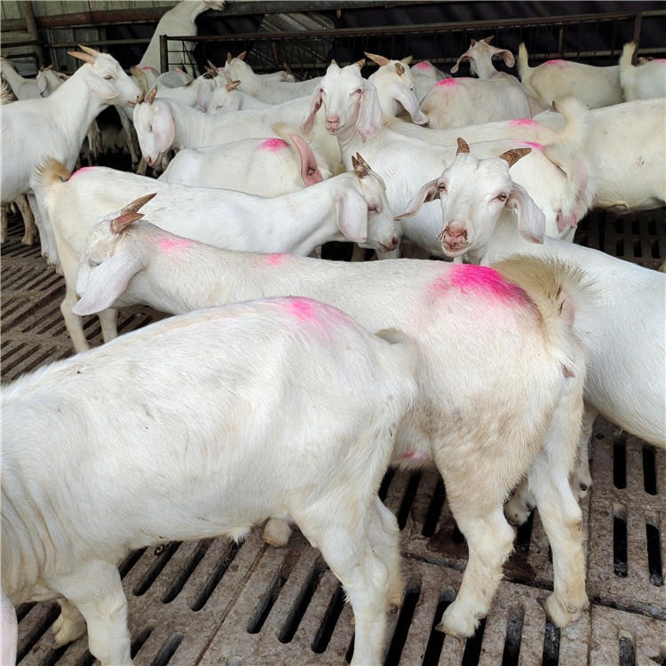 龙翔常年供应 美国白山羊羊羔价格 头胎孕羊批发 美国白山羊全国发货图片