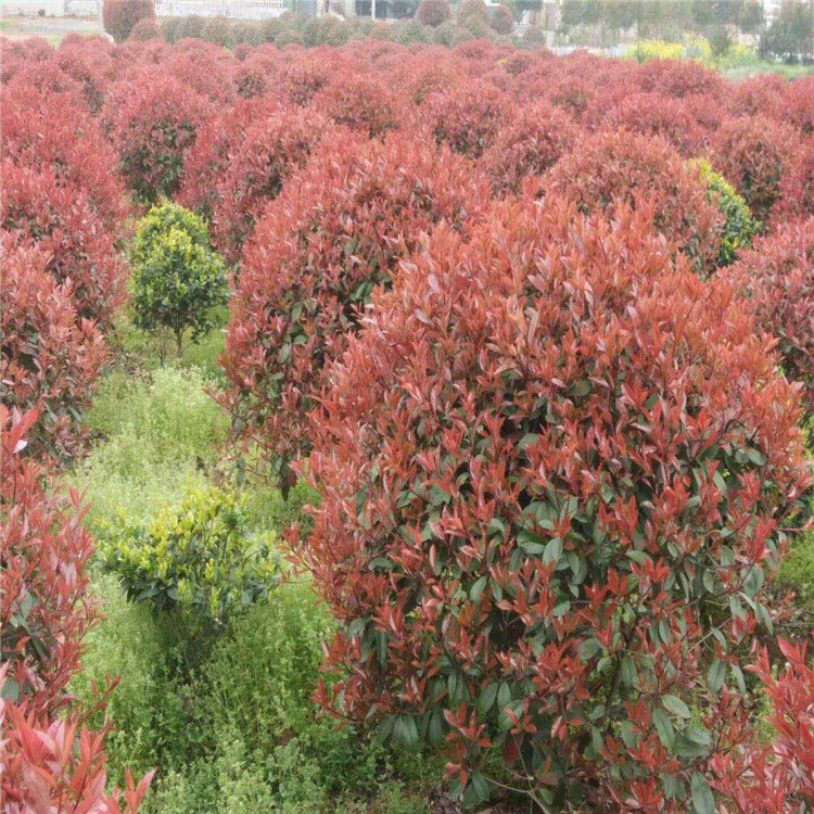 天诚苗圃 红叶石楠球 工程绿化红叶石楠树  多种规格