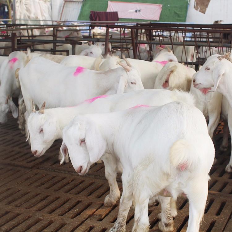 白山羊苗大量批发 现代 销售肉羊白山羊 价格低美国白山羊 批发供应