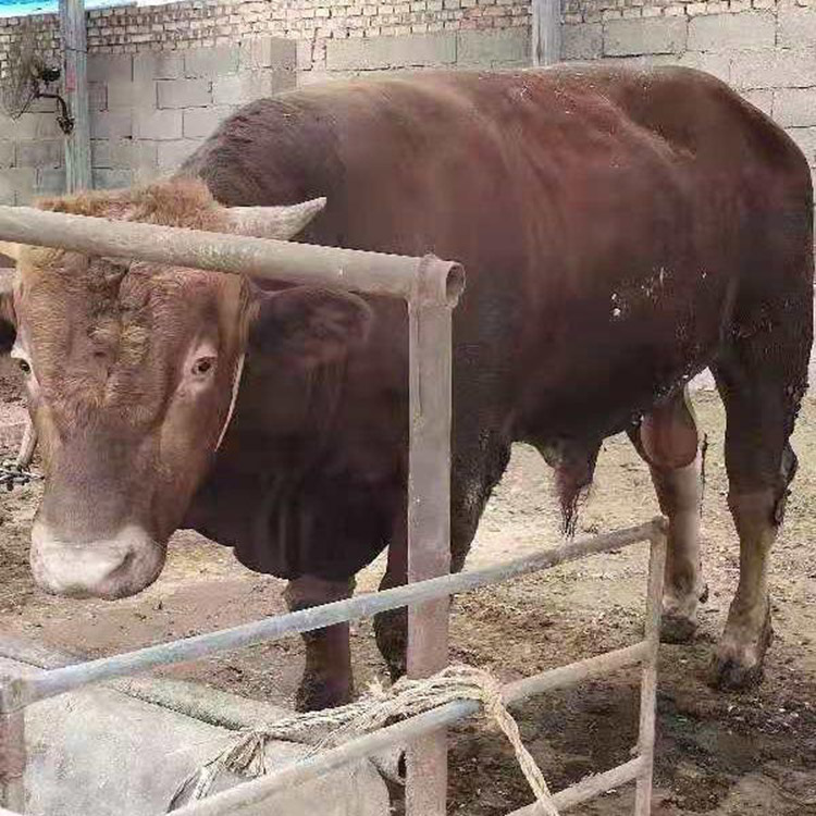 利木赞牛300斤 利木赞牛肉牛小牛犊 供应改良利木赞牛 现代 基地养殖